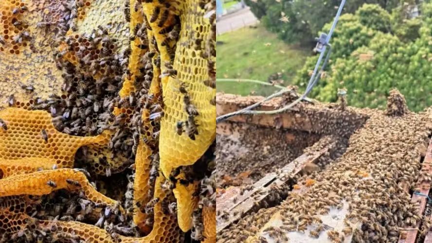 Colmeia gigante com 100 mil abelhas é descoberta no telhado de escola; veja as imagens