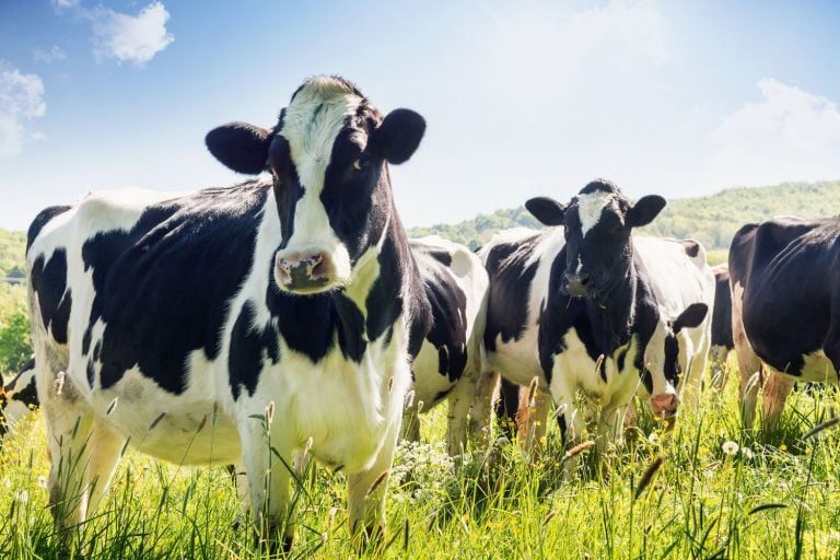 O segredos das maiores fazendas leiteiras: do manejo à produtividade