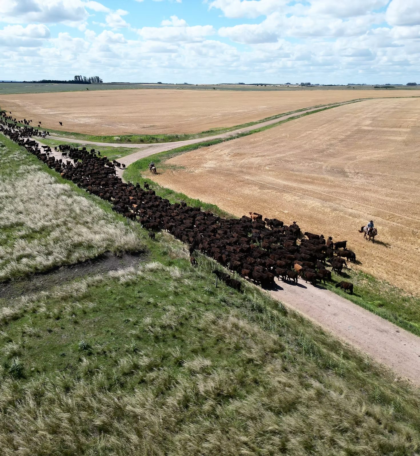 aplicativo pesa bovinos com drone