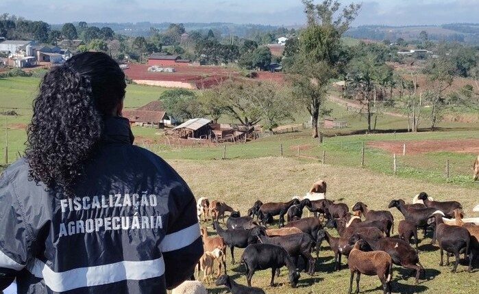 Cavalos são encontrados mortos de forma brutal e crime segue sem solução