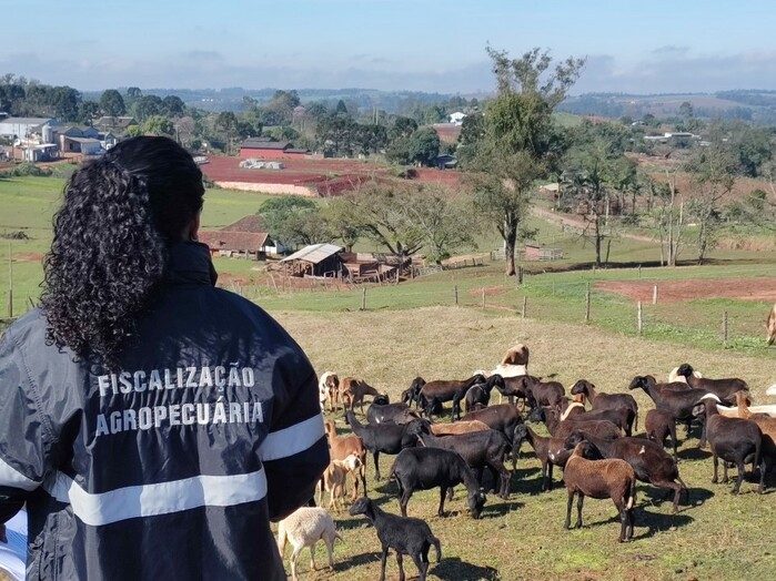 Cavalos são encontrados mortos de forma brutal e crime segue sem solução