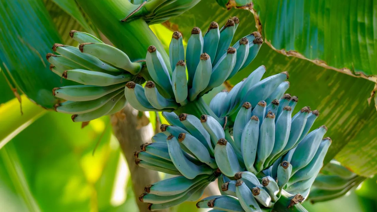 Parece mentira: banana azul tem sabor de baunilha e conquista curiosos pelo mundo