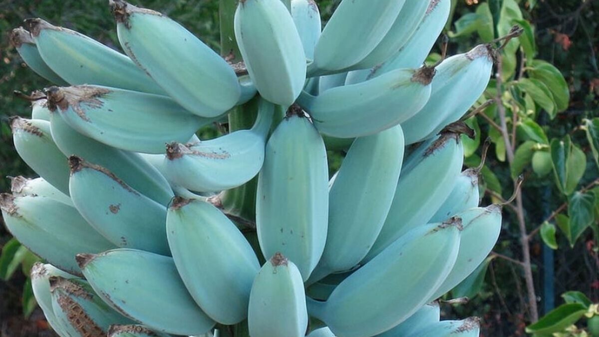 Parece mentira: banana azul tem sabor de baunilha e conquista curiosos pelo mundo