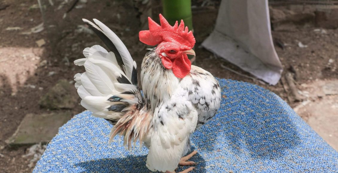 Conheça a impressionante menor galinha do mundo