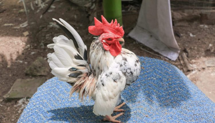 Conheça a impressionante menor galinha do mundo