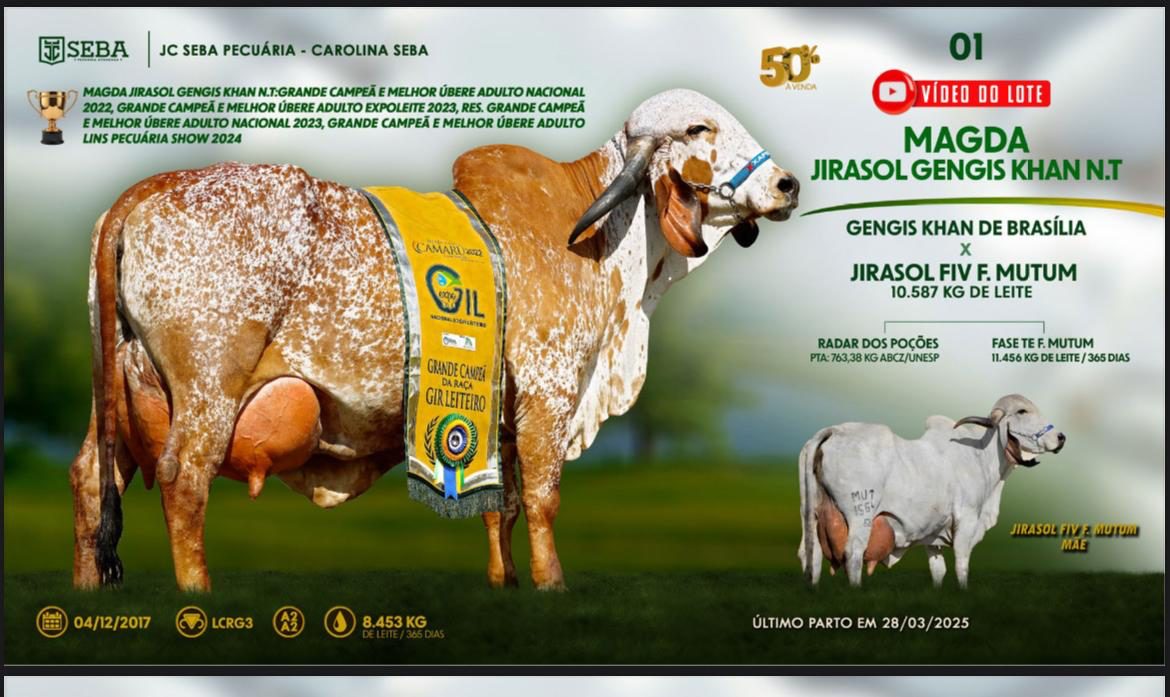 vaca Gir Leiteiro mais valorizada