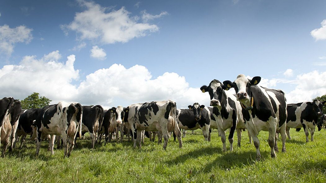 O segredos das maiores fazendas leiteiras: do manejo à produtividade