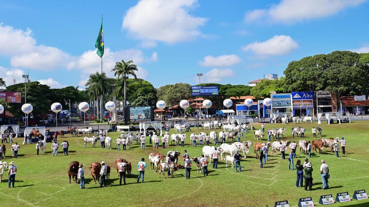 Confira os resultados dos campeonatos Matriz Modelo e Modelo Frigorífico