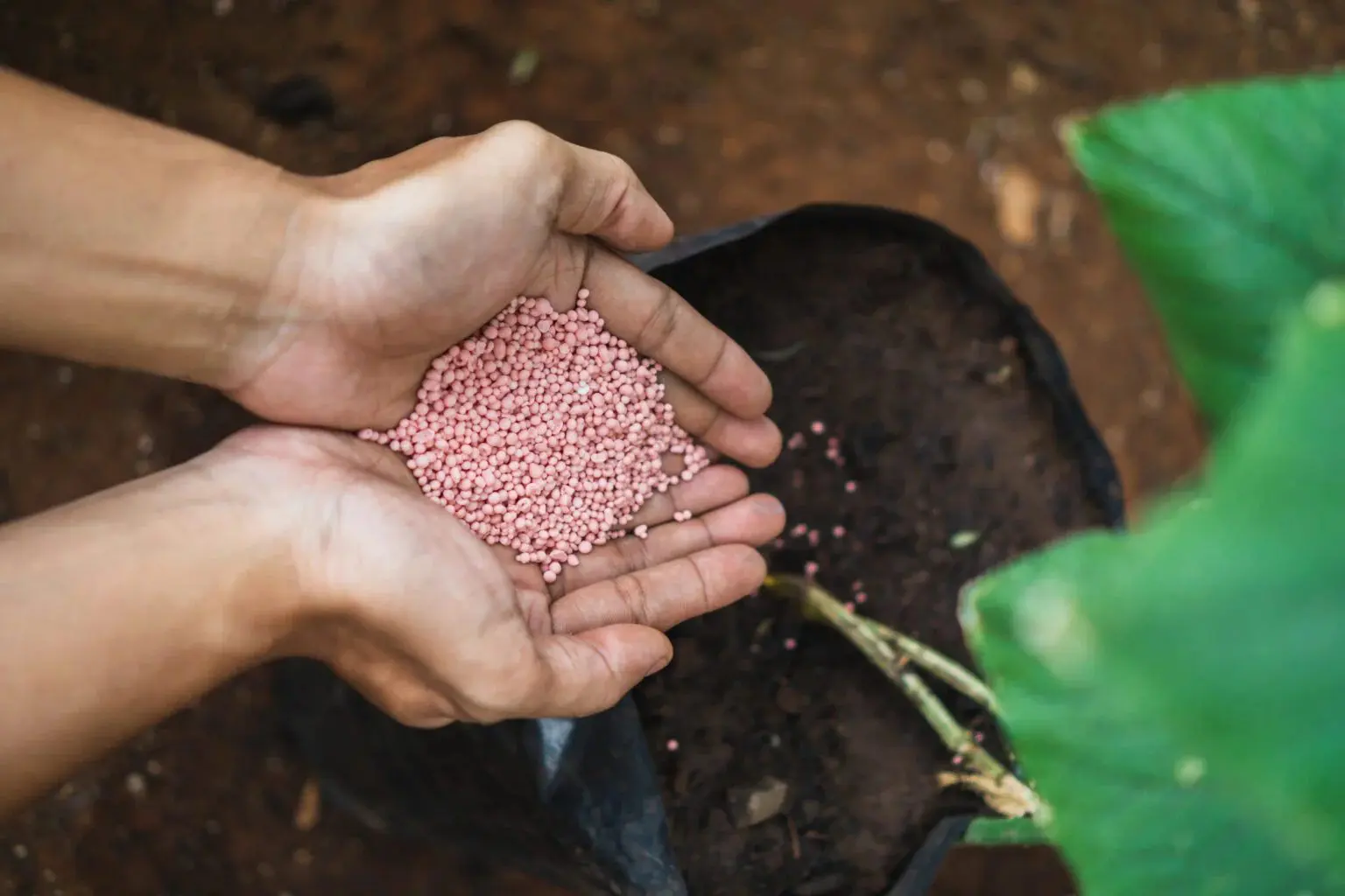 Como escolher o fertilizante ideal para garantir uma colheita farta