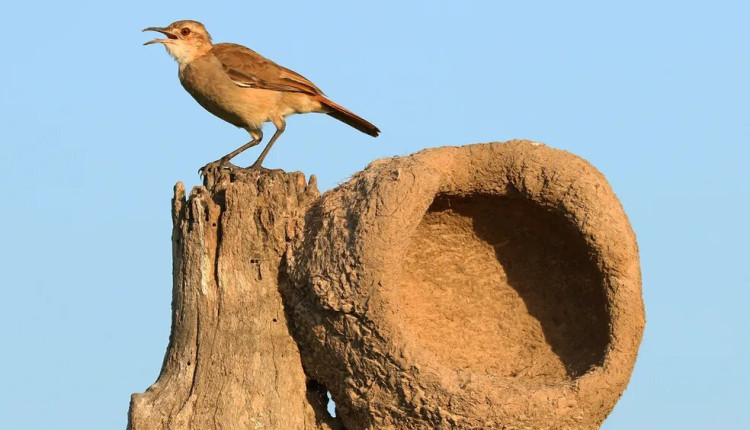 Gripe aviária: confirmado novo foco em ave silvestre no RS