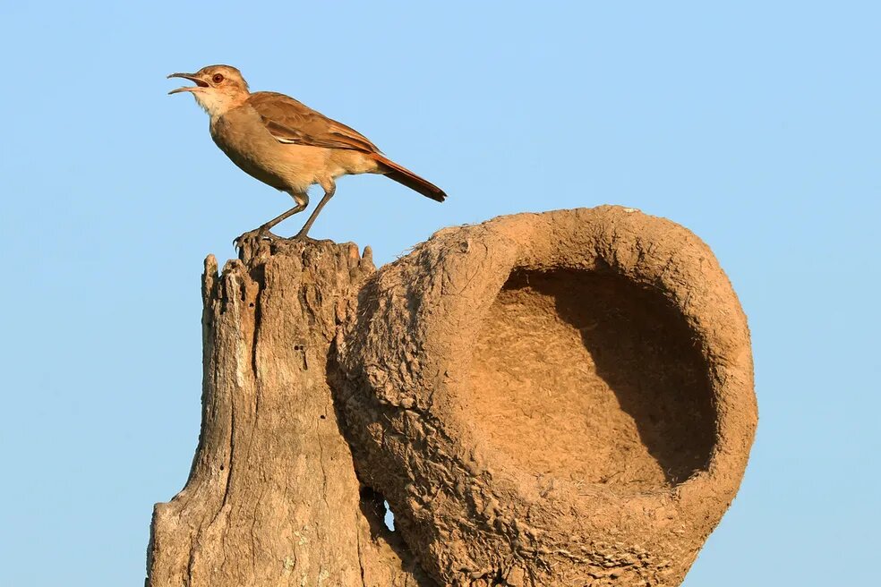 Gripe aviária: confirmado novo foco em ave silvestre no RS