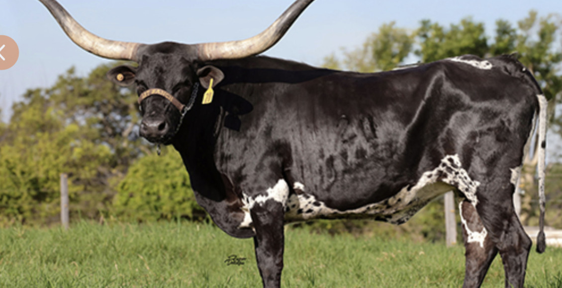 longhorn