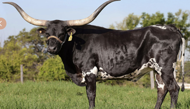longhorn