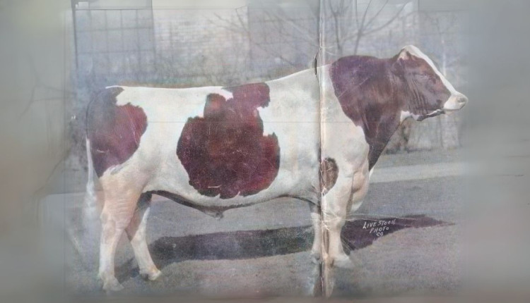 pecuaria leiteira touro holandes - Johanna Rag Apple Pabst