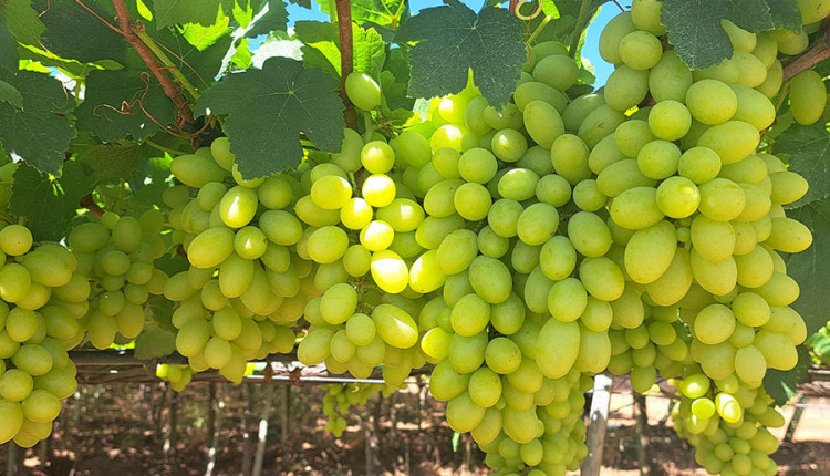 Nova cultivar de uva branca sem sementes reduz em 50% o custo de mão de obra do cultivo no Semiárido