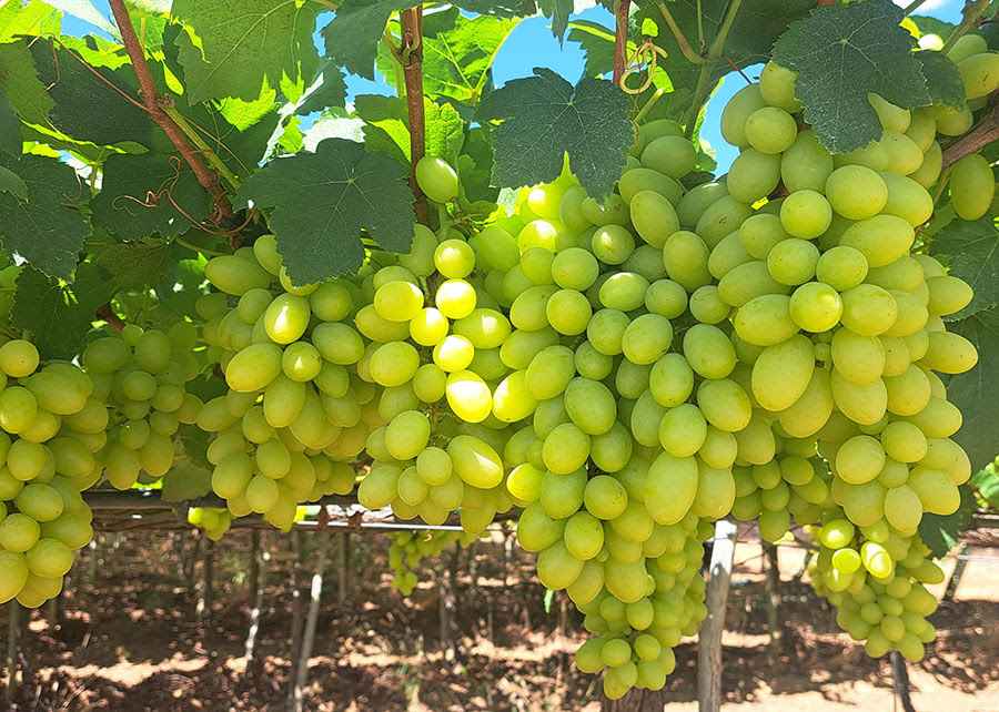 Nova cultivar de uva branca sem sementes reduz em 50% o custo de mão de obra do cultivo no Semiárido