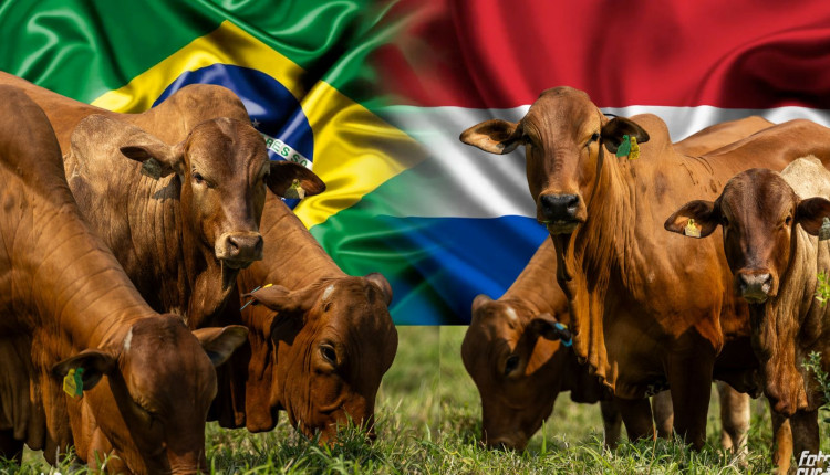 Boran Paraguay exportando genetica brasil
