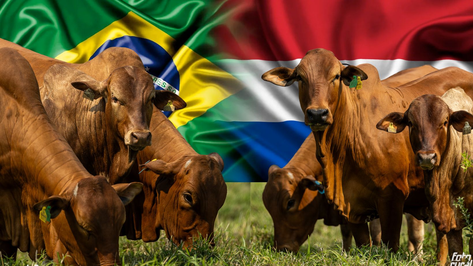 Histórico! Brasil recebe primeiro lote de genética Boran do Paraguai