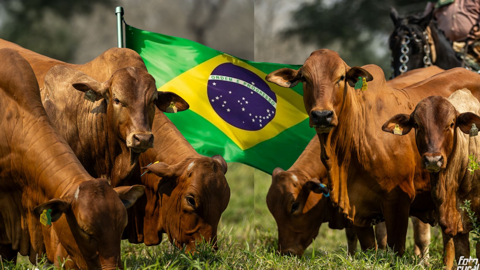Boran Paraguay exportando genetica brasil