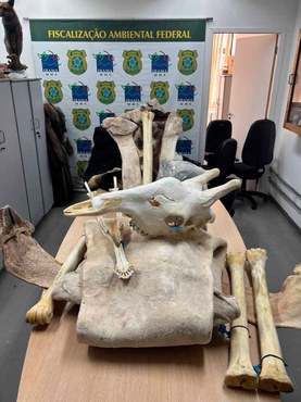 Ibama apreende partes de girafa e de leão no Aeroporto de Guarulhos (SP)