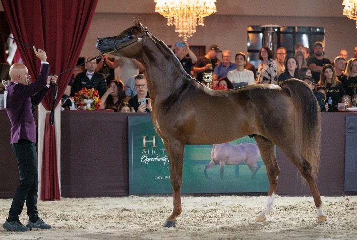 Brasil vai sediar Campeonato Mundial do Cavalo Árabe com prêmios de quase R$ 2 milhões