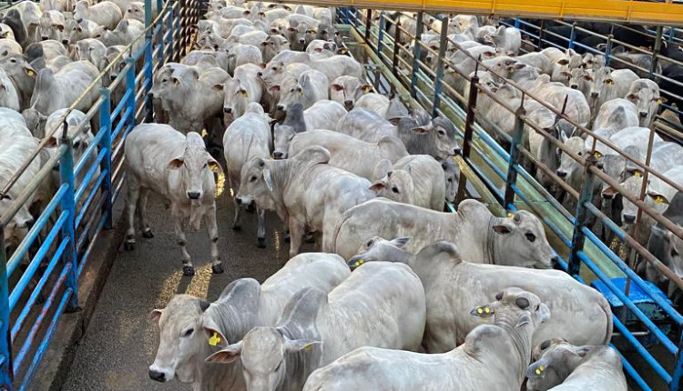 Circuito Nelore de Qualidade 2025 e PMGZ Carne fazem parceria para fortalecer genética Nelore PO e sua contribuição para produção de carne com eficiência e qualidade