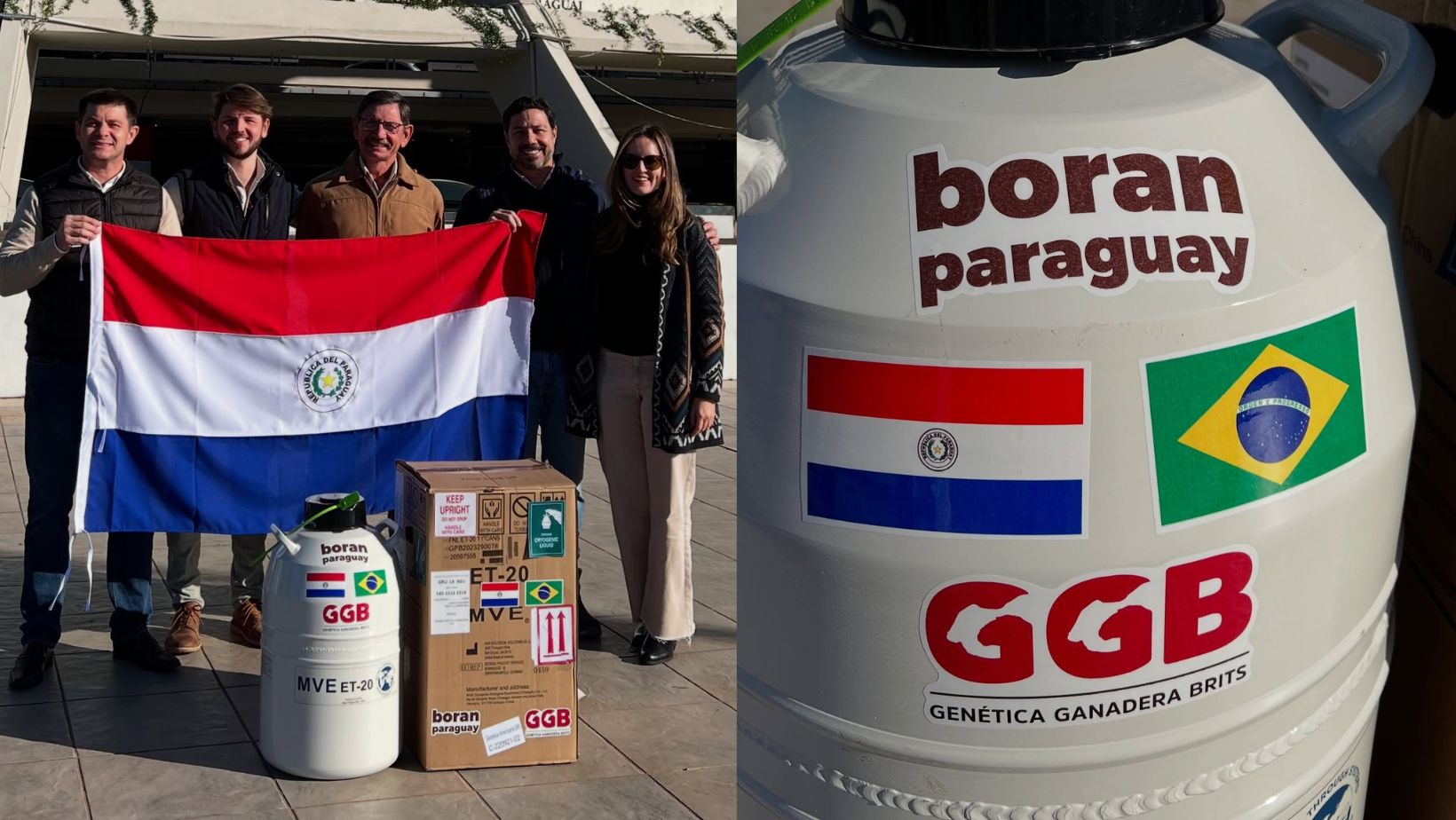 Boran Paraguay exportacao de genteica para o Brasil
