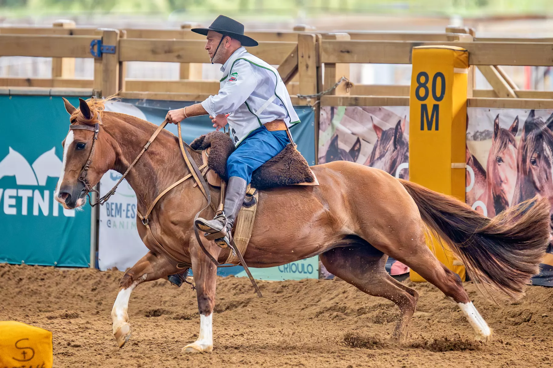 CATEGORIA FÊMEAS Créditos Felipe Ulbrich 1˚lugar_F_Gaúcha Norte_FU63_D850-9655-Aprimorado-NR-Editarx5_Box 26_Guarita Godiva (1)