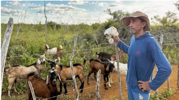 Produtor de Apodi (RN) é preso por atirar em cães e afirma ter perdido mais de 100 animais em ataques