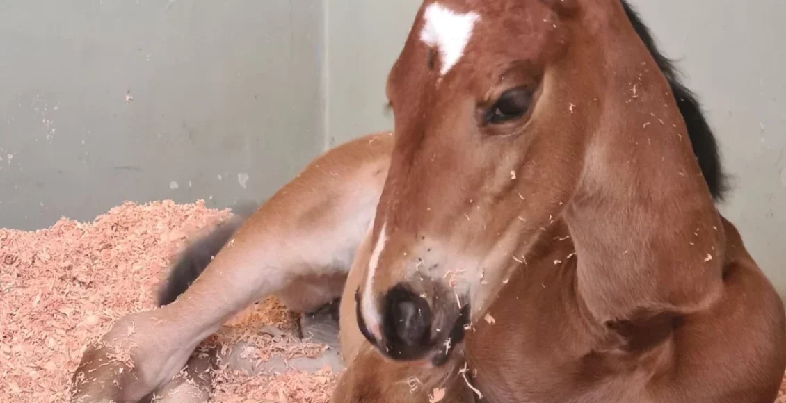 Magnólia Mystic Rose TN1 nasceu em outubro de 2024 e foi registrada agora em junho. Foto: Haras Rosa Mystica/Divulgação 