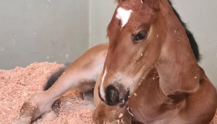 Magnólia Mystic Rose TN1 nasceu em outubro de 2024 e foi registrada agora em junho. Foto: Haras Rosa Mystica/Divulgação