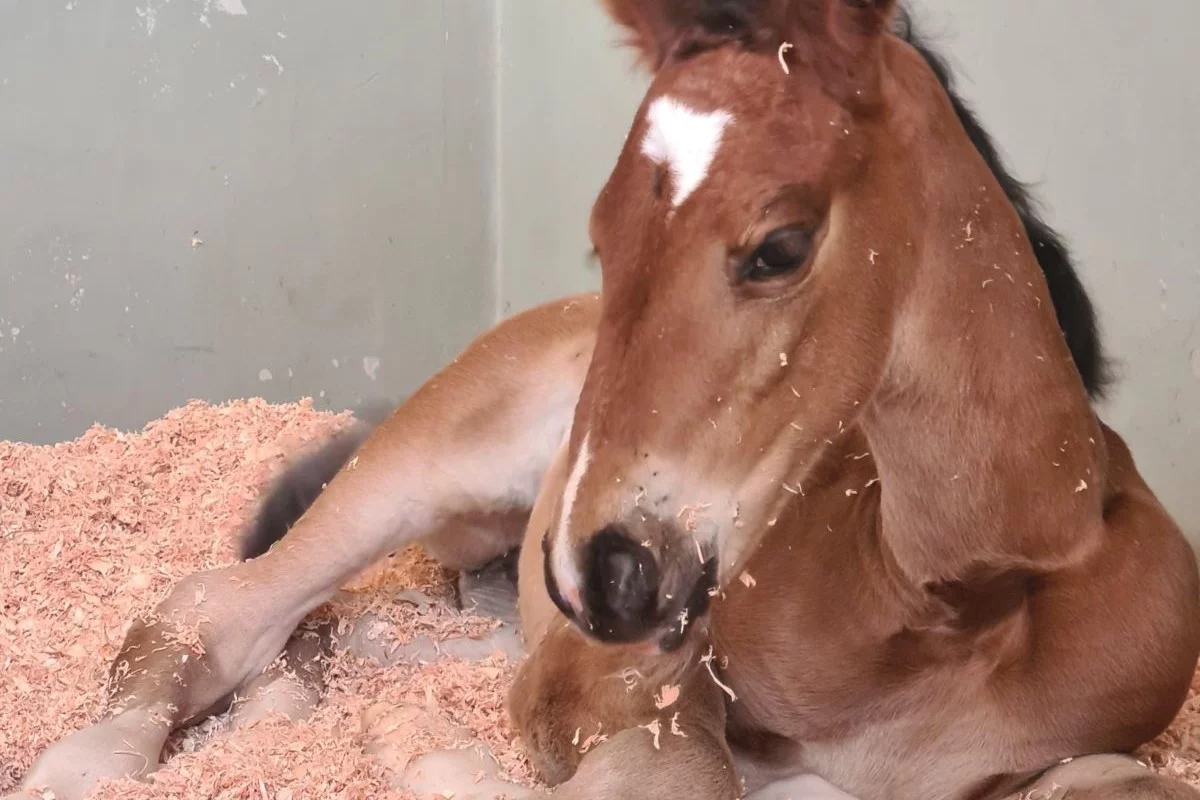 Magnólia Mystic Rose TN1 nasceu em outubro de 2024 e foi registrada agora em junho. Foto: Haras Rosa Mystica/Divulgação 