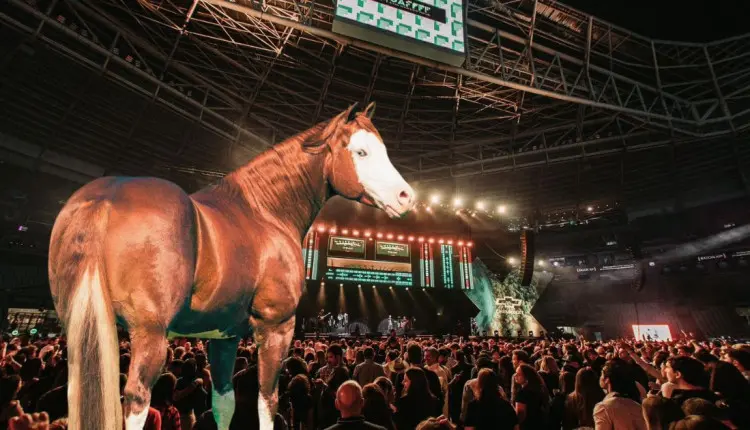 Global Agribusiness Festival - GAFFFF - Cavalo Quarto de Milha