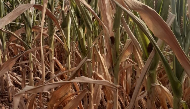 CMN autoriza prorrogação do prazo de pagamento das operações de crédito rural de custeio