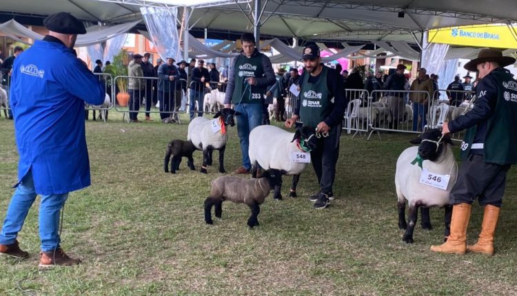 Arco recebe inscrições de ovinos de todo o Brasil para a Expointer 2025