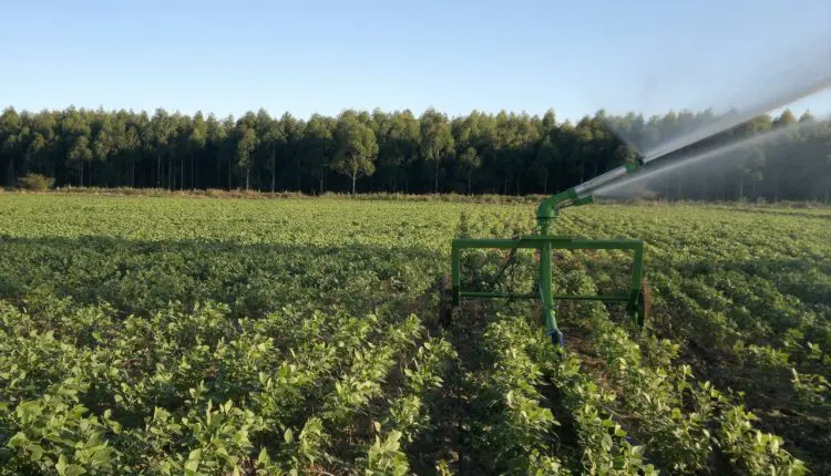 Agronegócio brasileiro tem papel-chave na contenção do aquecimento global