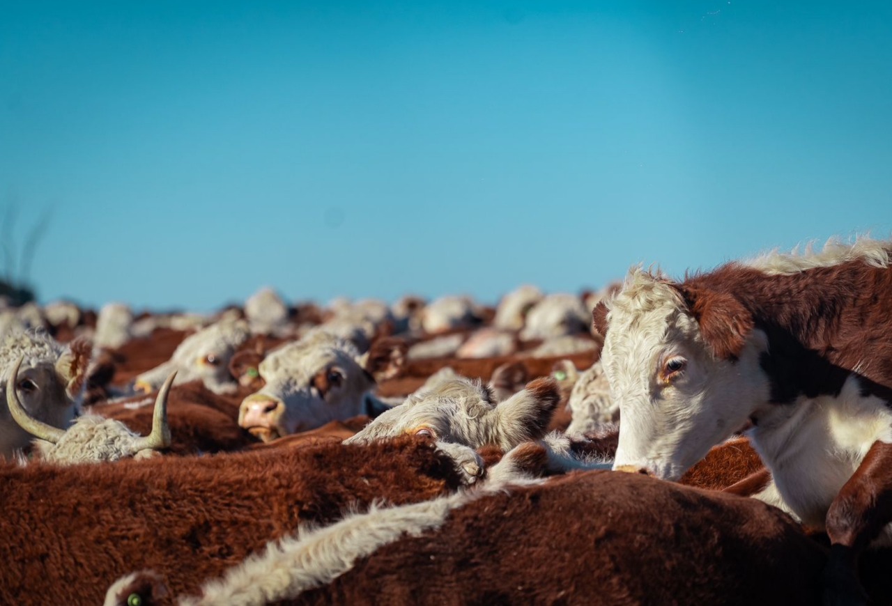 Gira Internacional Hereford confirma importância da raça no Mercosul