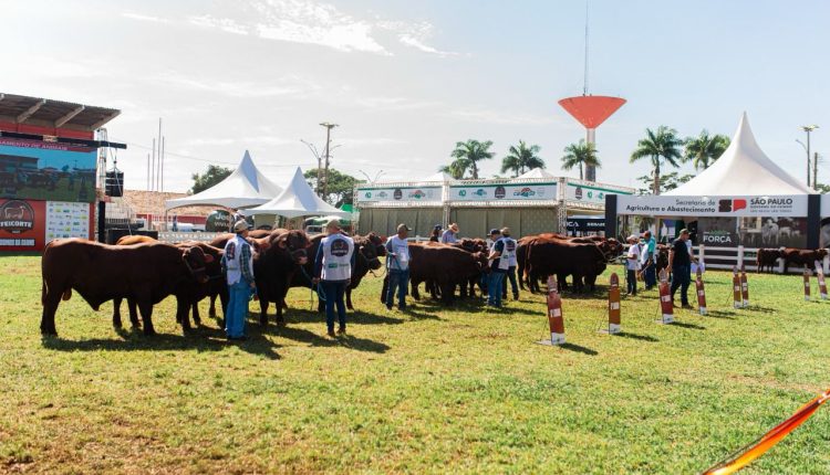 Santa Gertrudis volta a brilhar na Feicorte com maior número de animais da feira
