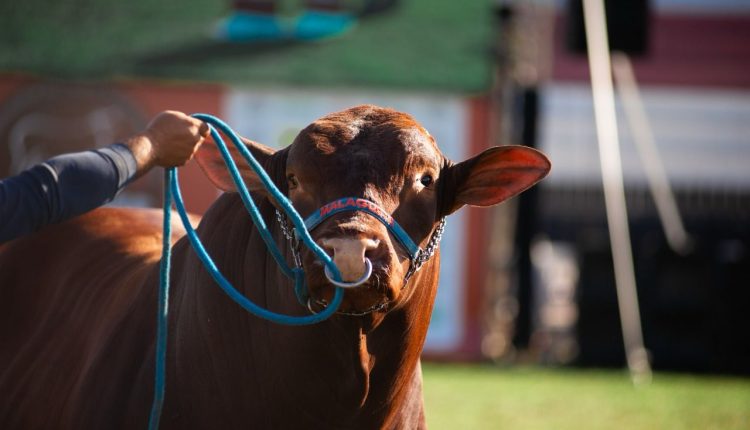 Santa Gertrudis volta a brilhar na Feicorte com maior número de animais da feira