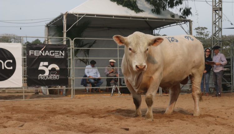 Fenagen Promebo registra 40% de aumento no número de inscrições