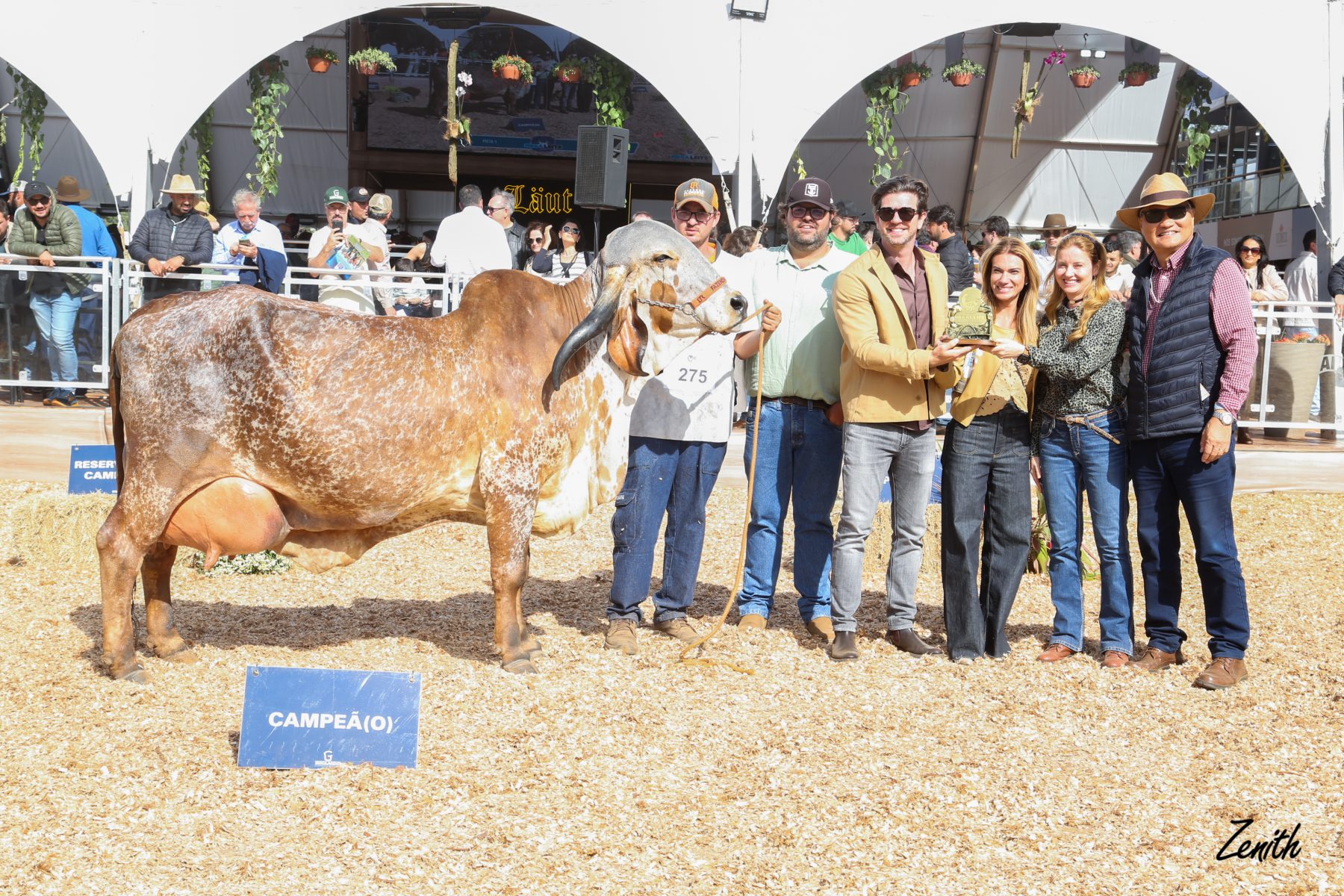 A matriz Grande Campeã da MegaLeite 2025, Magda Jirasol Gensis Khan N.T, sela seu lugar na história da raça Gir Leiteiro ao vencer a principal exposição do setor leiteiro da América Latina.