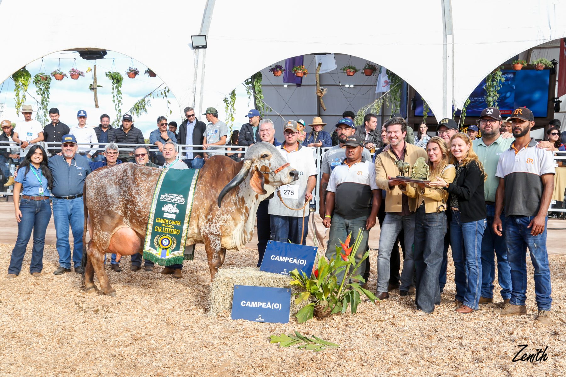 A matriz Grande Campeã da MegaLeite 2025, Magda Jirasol Gensis Khan N.T, sela seu lugar na história da raça Gir Leiteiro ao vencer a principal exposição do setor leiteiro da América Latina.