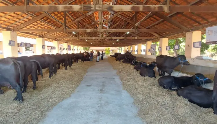 ABCB destaca búfalos na Megaleite com exposição técnica e comemoração dos 65 anos