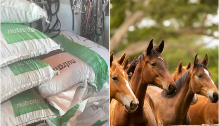 Ração suspeita de contaminação pode ter matado quase 30 cavalos