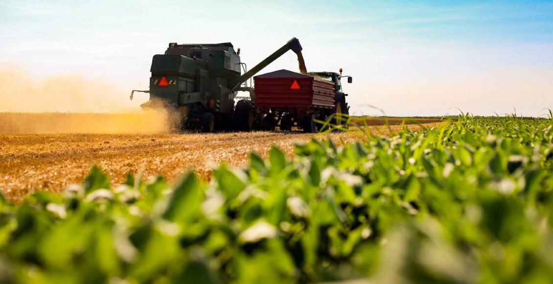 Contagem de emergência com inteligência artificial revoluciona análise pós-plantio e redireciona produtor de grãos