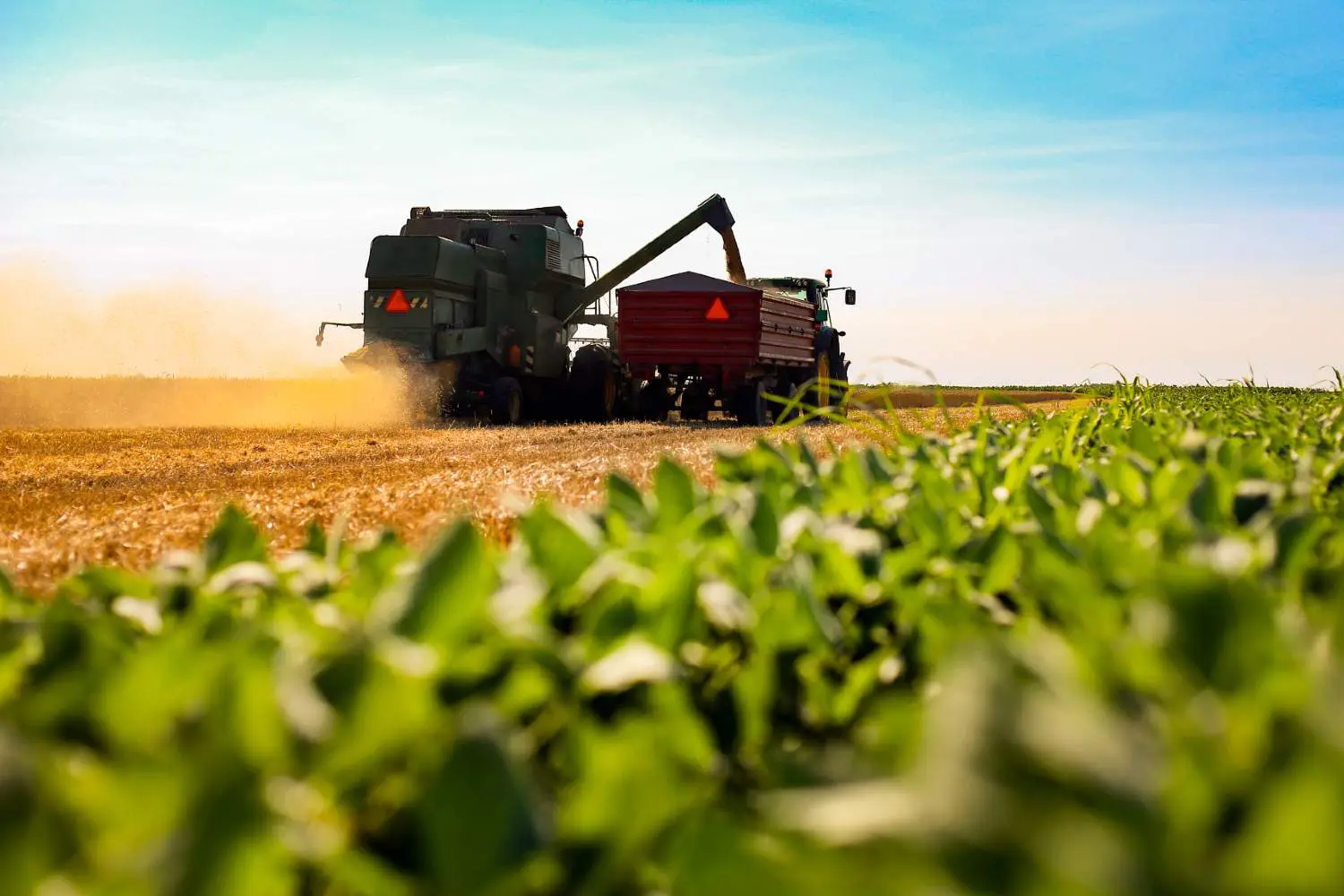 Inoculantes podem proporcionar um acréscimo médio de até 16% na produção de soja