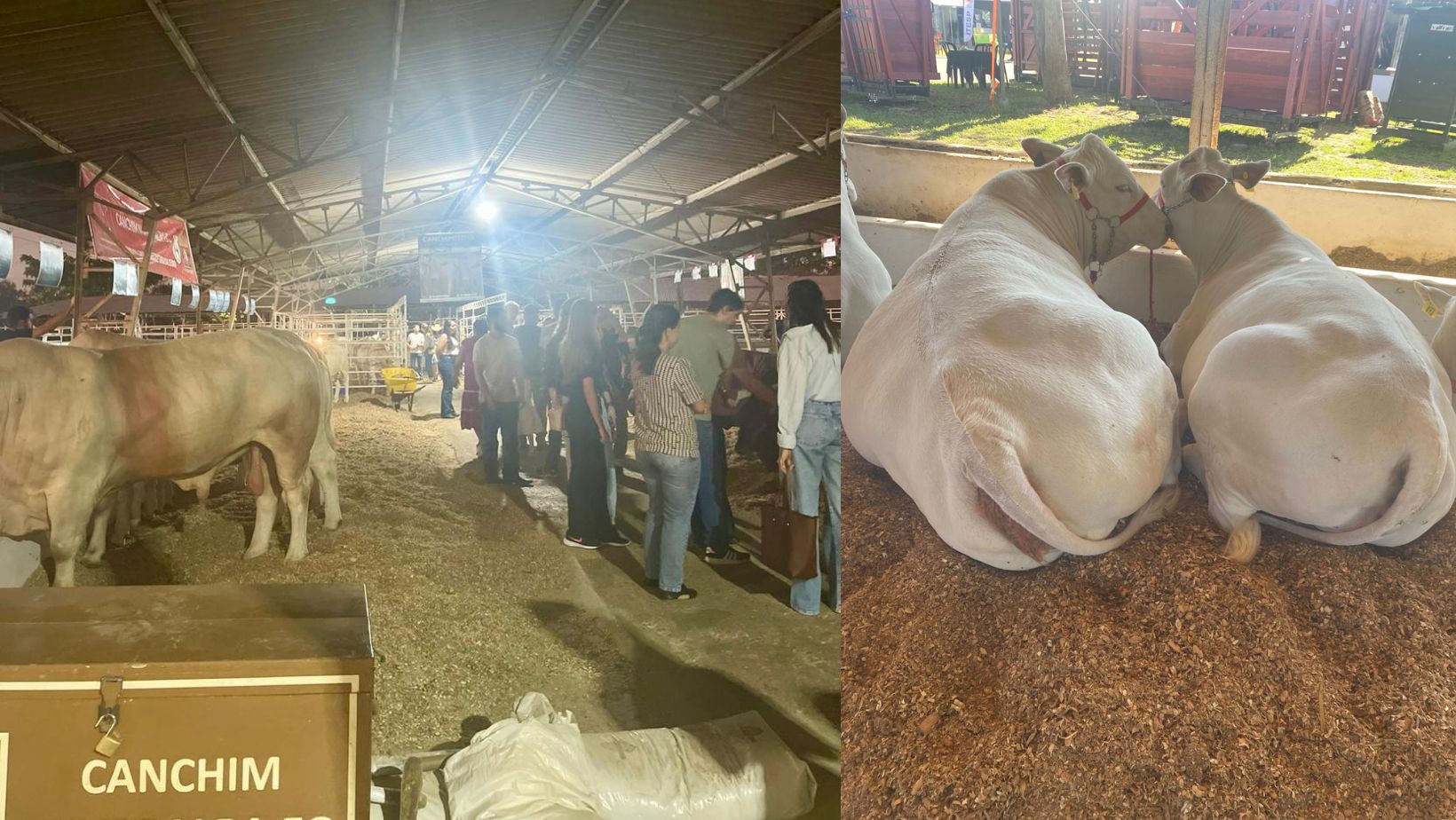 animais da raca canchim expostos durante a feicorte 2025 - abccan