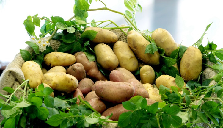 Embrapa Clima Temperado destaca tecnologias para morango, batata, batata-doce e cebola na Hortitec 2025