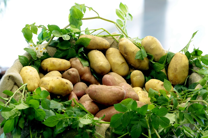 Embrapa Clima Temperado destaca tecnologias para morango, batata, batata-doce e cebola na Hortitec 2025