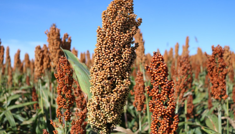Sorgo granífero traz segurança para segunda safra no Mato Grosso do Sul